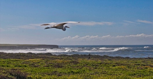 Egret near Pacific Ocean