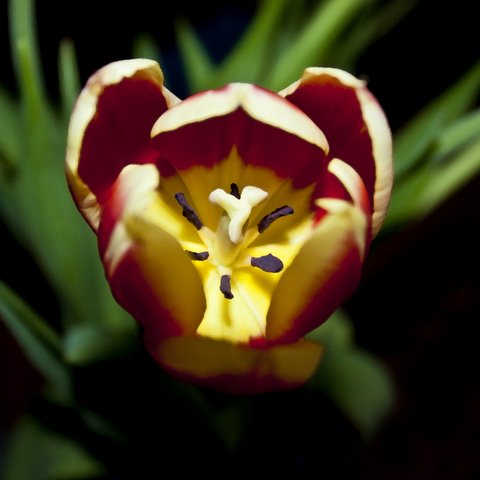 Tulip