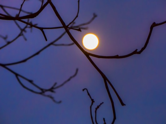 Moonshot, Photo credit: Dallis Richardson