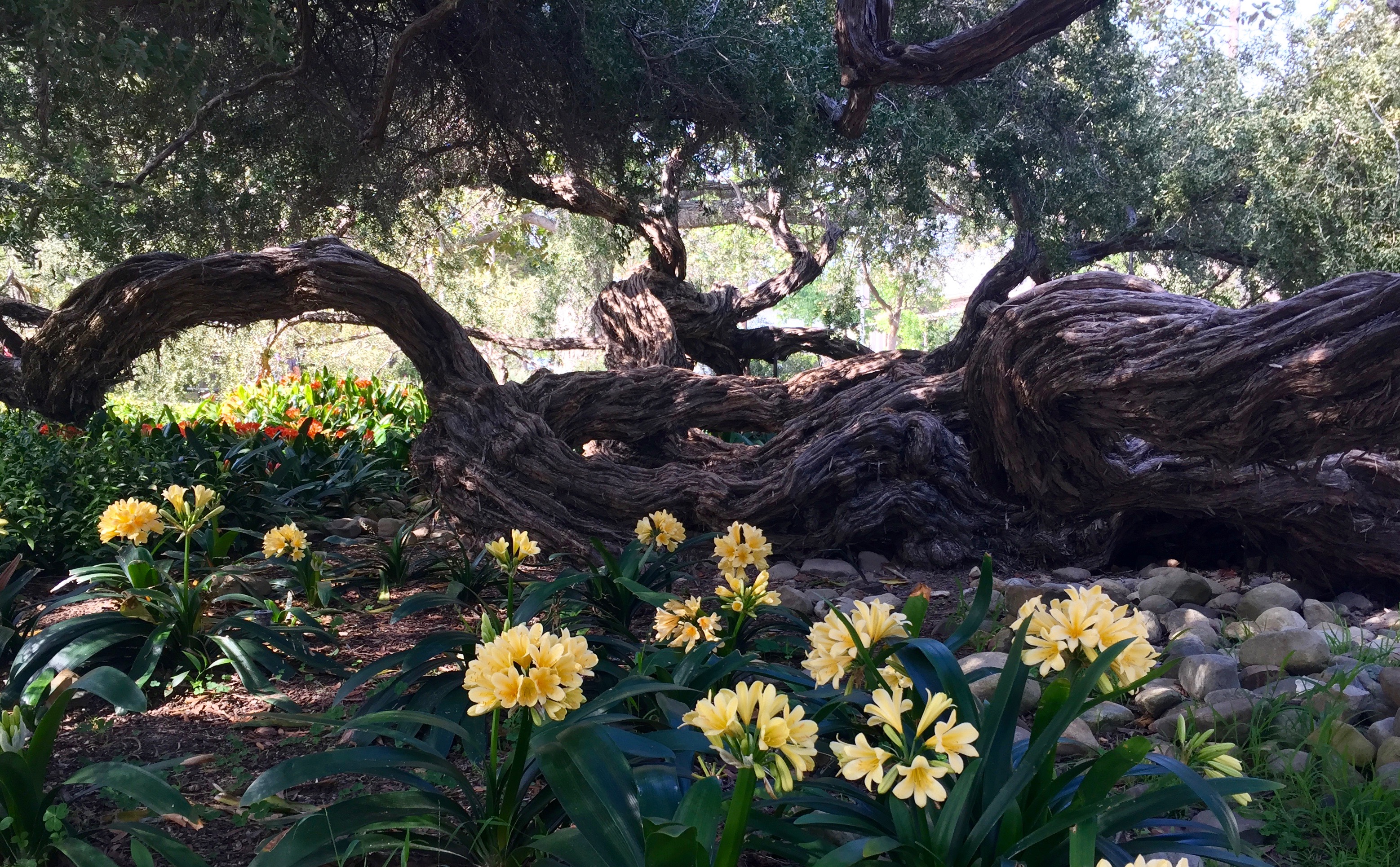 Alice Keck Park SB March 2016 (1)