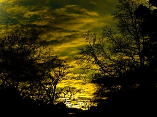 Through the trees large